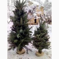 Продам живi Ялинки новорiчнi набiрнi смерековi