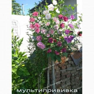 Гибискусы древовидные махровые мультипрививки (несколько сортов привиты на одном дереве)