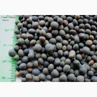 Куплю вику ДОРОГО