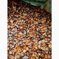 Продам сухий шиповник, Продам шипшину