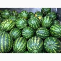 Продам Кавун сорт таоисман, 1, 5 тонни, свіжий, Черкаська обл.Уманський р-н