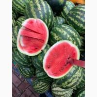 Продам Кавун сорт таоисман, 1, 5 тонни, свіжий, Черкаська обл.Уманський р-н
