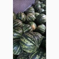 Продам Кавун сорт таоисман, 1, 5 тонни, свіжий, Черкаська обл.Уманський р-н