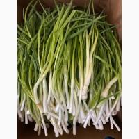 Продам зелену цибулю 2 сорт