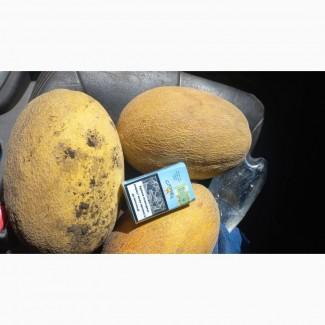 Продам дыню оптом