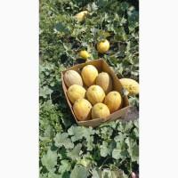 Продам дыню оптом