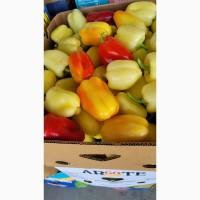 Продам перец Геркулес