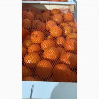 Мандарины испания опт