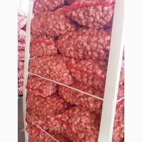 Vând usturoi origine spaniol calitatea 1 comercial calitatea 2 industrial