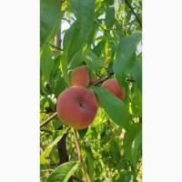 Продам персик, Херсонська область
