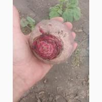 Продам молодую свеклу