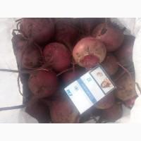 Продам молодую свеклу