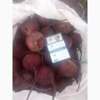 Продам молодую свеклу