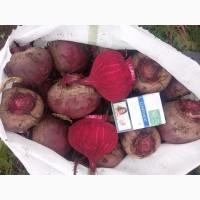 Продам молодую свеклу