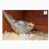 African Grey Parrots and parrots eggs for sale