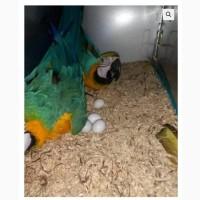 African Grey Parrots and parrots eggs for sale