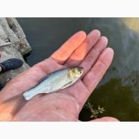 Продам зарибок короп, товстолоб