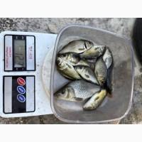 Продам зарибок короп, товстолоб