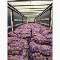 Продам картофель товарный.сорт Коломбо