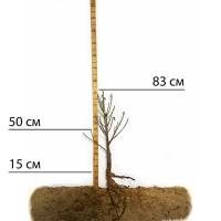 Саджанці персика Бургунді