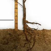 Саджанці персика Бургунді