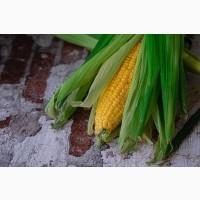 Продам кукурудзу, 500 т., Рівненська обл., с.Ступно