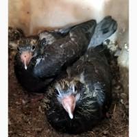Голуби молоді спорт 26 року
