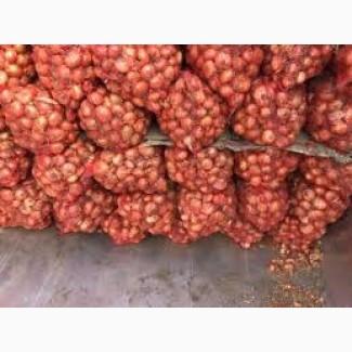 Тернопільська молода цибуля - гуртова реалізація від виробника