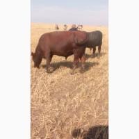 Продам 17 голів бичків