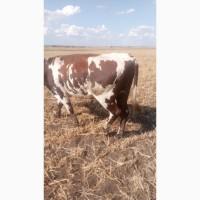 Продам 17 голів бичків