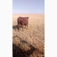Продам 17 голів бичків