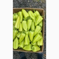 Перець Закарпаття обєми