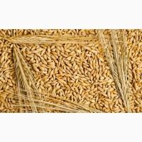 Продам ячмінь 2000 т Вінницька обл, Буша