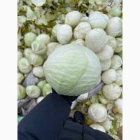 Продам капусту, сорт Анкома
