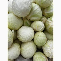 Продам капусту, сорт Анкома