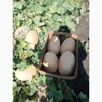 Продам диню Ребека