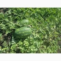 Продаємо кавун