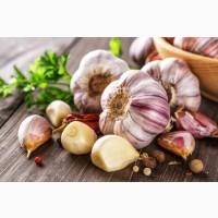 Купуємо часник/куплю чеснок/закупівля часнику