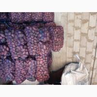 Продам товарну картоплю Бела Роса Балтік Роуз