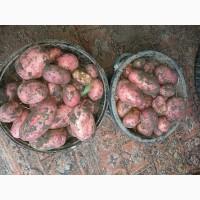 Продам товарну картоплю Бела Роса Балтік Роуз