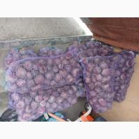 Продам товарну картоплю Бела Роса Балтік Роуз