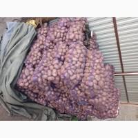 Продам товарну картоплю Бела Роса Балтік Роуз