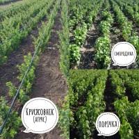 Смородина Порічка Крижовнік саджанці