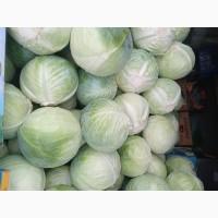 Продам капусту сорт центурион