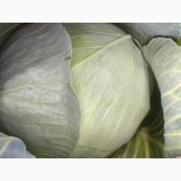 Капуста Агрессор