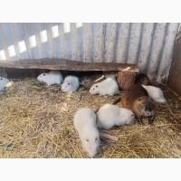 Продам нутрії