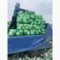 Продам капусту Сторідор
