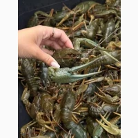 Продам живі раки та під замовлення варемо