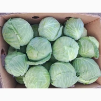 Продам капусту