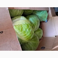 Продам капусту